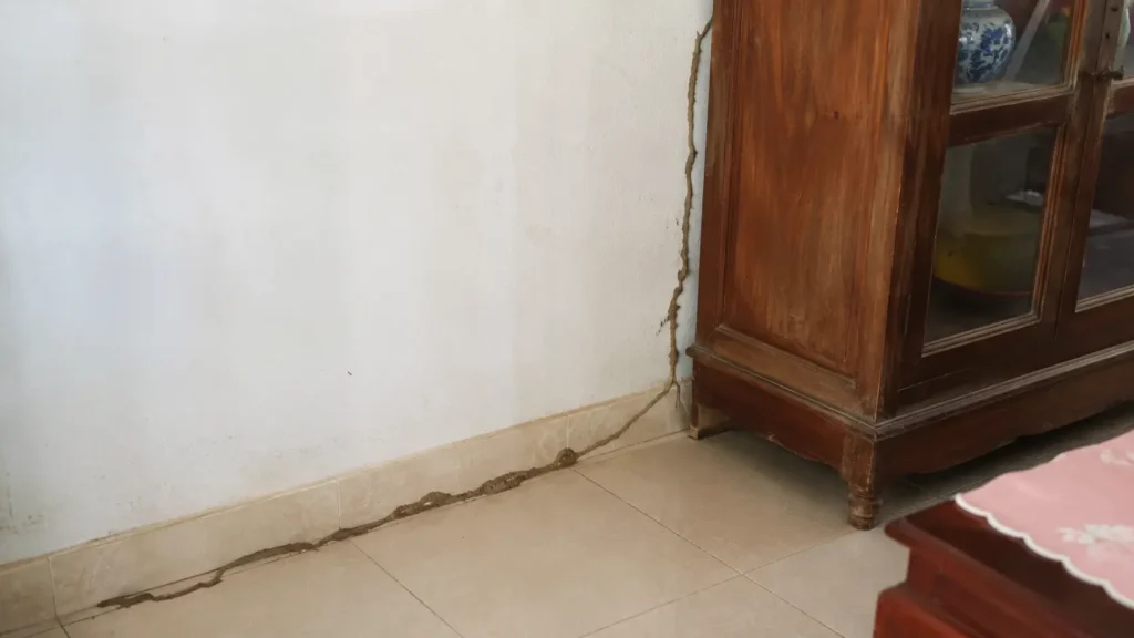 Dấu hiệu nhà bị mối tại Huế và khi nào cần gọi thợ xử lý