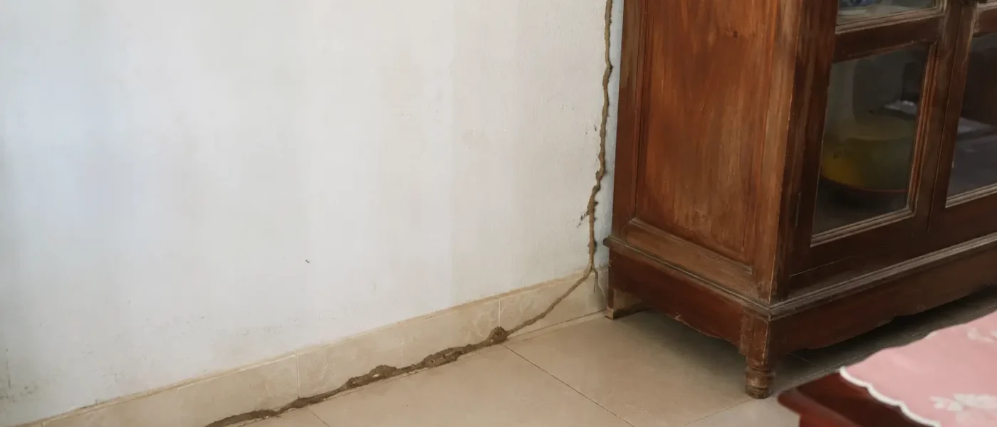 Dấu hiệu nhà bị mối tại Huế và khi nào cần gọi thợ xử lý