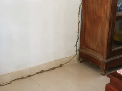 Dấu hiệu nhà bị mối tại Huế và khi nào cần gọi thợ xử lý