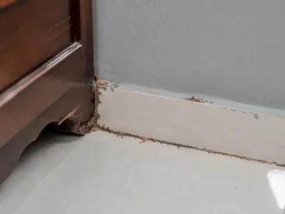 Thấy đường mối trên tường tại Huế nên xử lý thế nào?