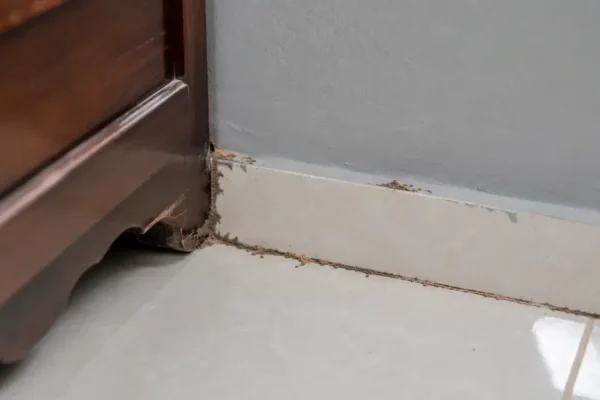 Thấy đường mối trên tường tại Huế nên xử lý thế nào?