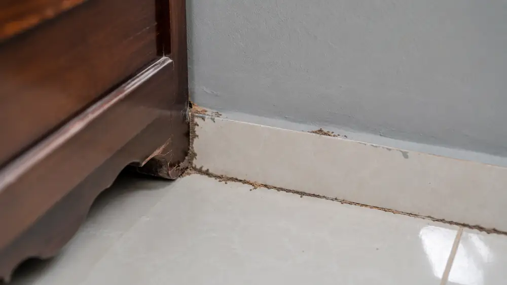 Thấy đường mối trên tường tại Huế nên xử lý thế nào?