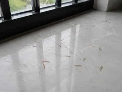 Mối bay vào nhà ở Huế sau mưa có phải dấu hiệu nhà bị mối không?