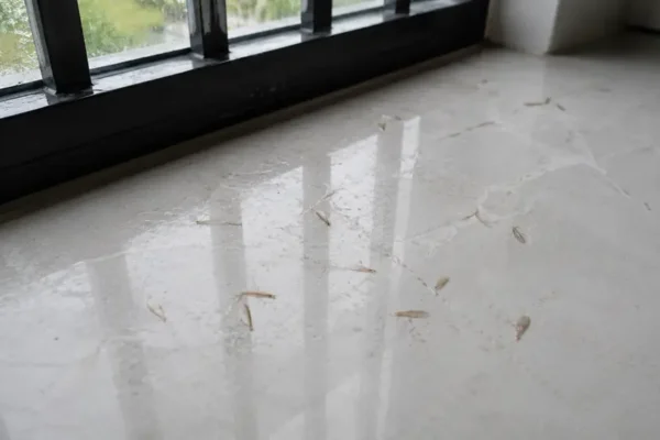 Mối bay vào nhà ở Huế sau mưa có phải dấu hiệu nhà bị mối không?
