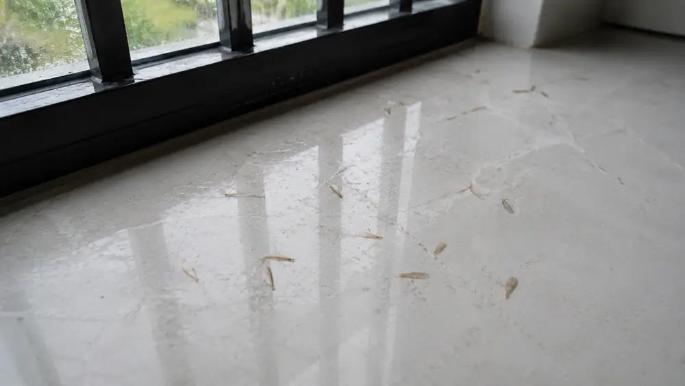 Mối bay vào nhà ở Huế sau mưa có phải dấu hiệu nhà bị mối không?