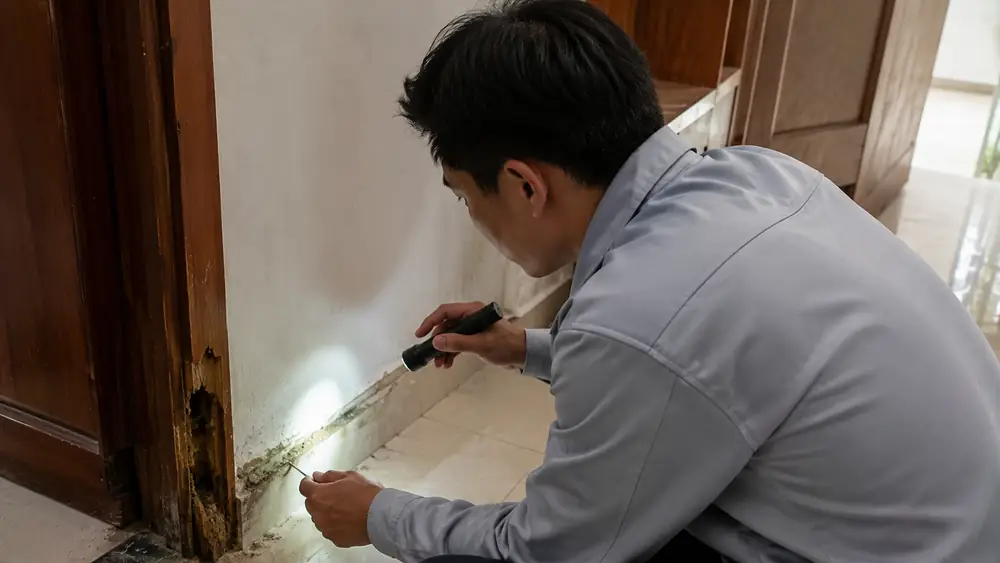Diệt mối nhà phố tại Huế cần lưu ý gì?