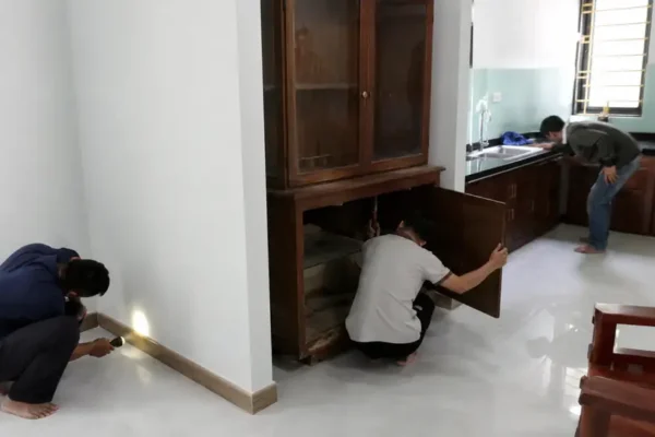 Nhà mới mua ở Huế phát hiện mối: nên xử lý tận gốc trước khi dọn vào ở