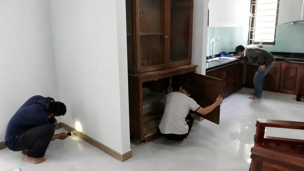 Nhà mới mua ở Huế phát hiện mối: nên xử lý tận gốc trước khi dọn vào ở